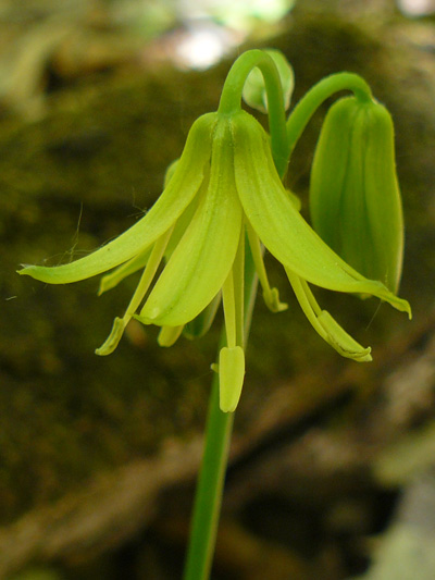 Yellow Clintonia (Clintonia borealis) : Flower
