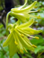 Yellow Clintonia : 2- Flowers