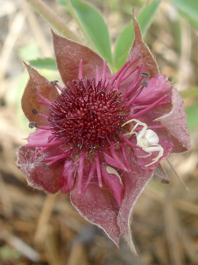 Marsh cinquefoil (Comarum palustre) : Flower (with a spider)