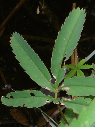 Marsh cinquefoil (Comarum palustre) : Leaf