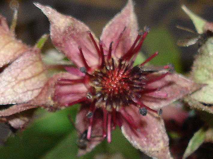 Marsh cinquefoil (Comarum palustre) : Flower