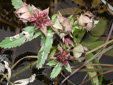 Marsh cinquefoil : 2- Flowering plants