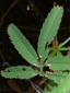 Marsh cinquefoil : 3- Leaf
