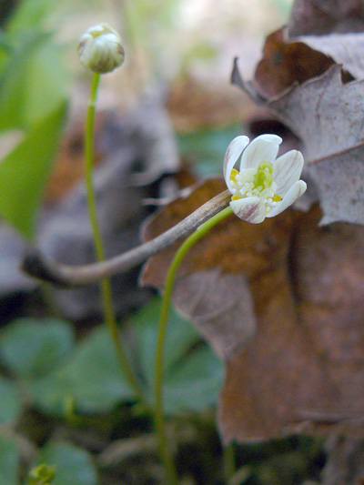 Goldthread (Coptis trifolia) : Flowering plant