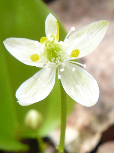 Goldthread (Coptis trifolia) : Flower