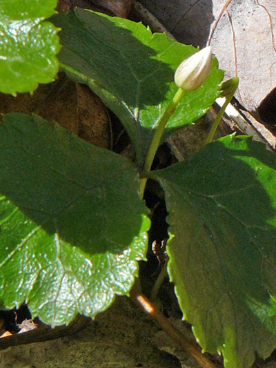 Goldthread (Coptis trifolia) : Bud