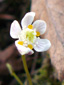 Goldthread : 5- Flower