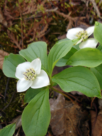 Bunchberry (Cornus canadensis) : Flowering plants