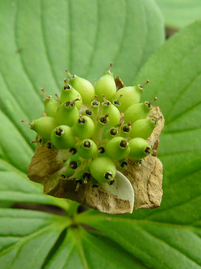 Bunchberry (Cornus canadensis) : Young fruits