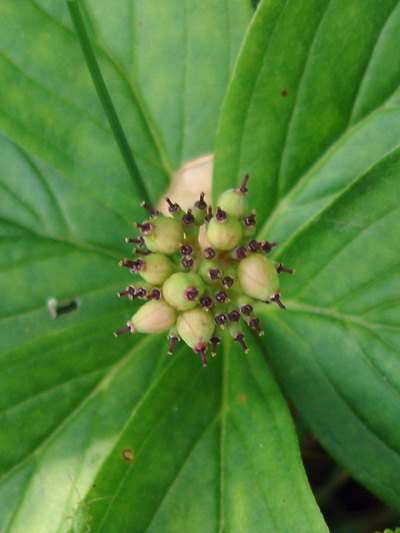 Bunchberry (Cornus canadensis) : Young fruits