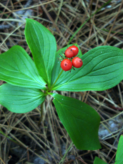 Bunchberry (Cornus canadensis) : Fruits (berries)