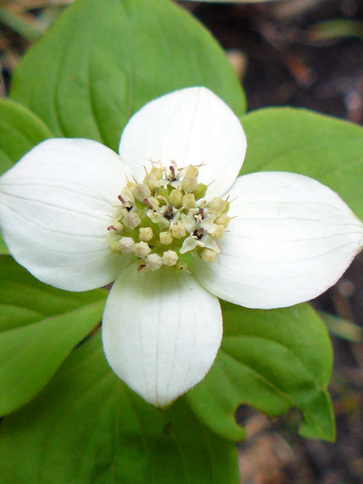 Bunchberry (Cornus canadensis) : Flower head