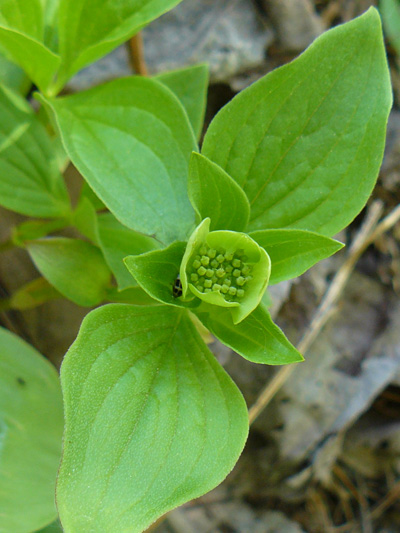 Bunchberry (Cornus canadensis) : Buds with green bracts