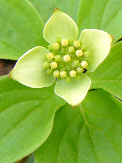Bunchberry (Cornus canadensis) : Flowers and buds, greenish bracts