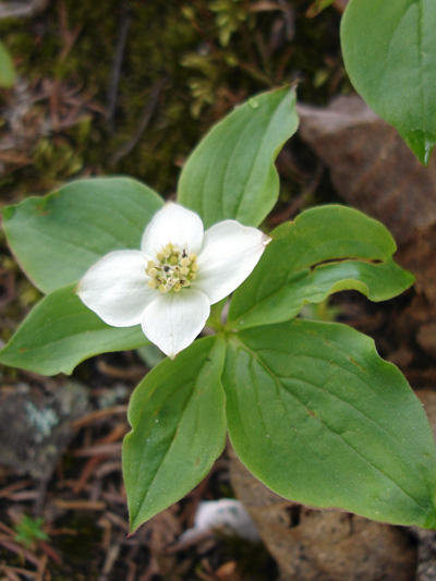 Bunchberry (Cornus canadensis) : Flowering plant, white bracts