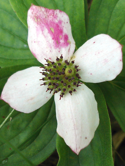 Bunchberry (Cornus canadensis) : Pollinated flowers