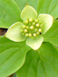 Bunchberry : 5- Flowers and buds, greenish bracts
