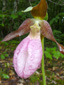 Pink lady's-slipper : 4- Flower