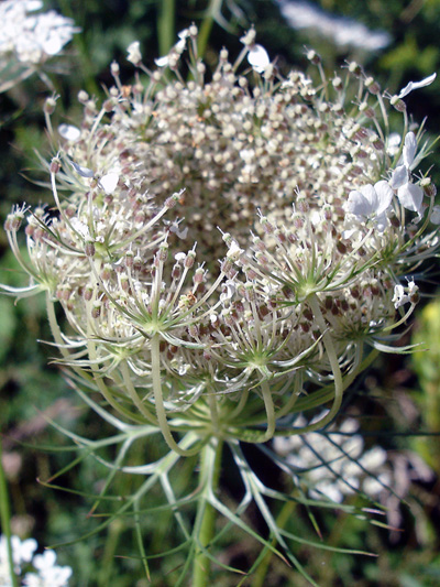 Carotte sauvage (Daucus carota) Jeunes fruits