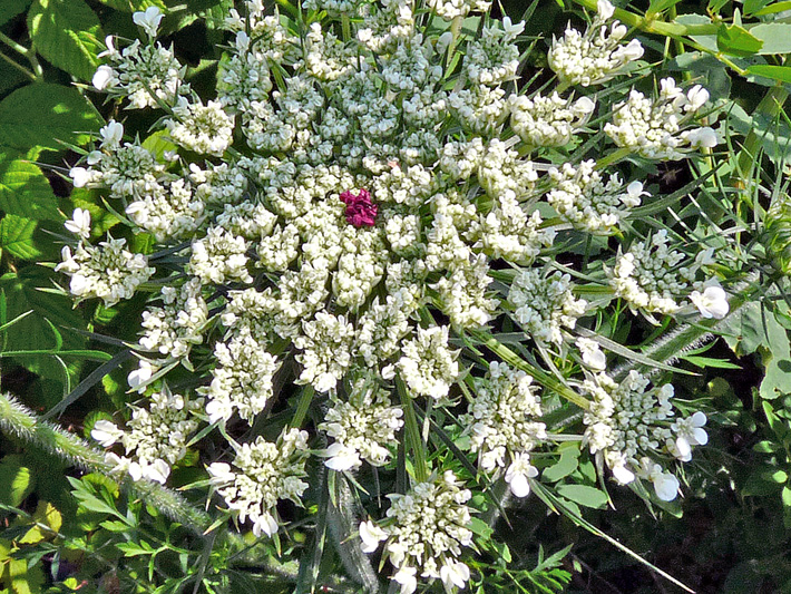 Wild carrot (Daucus carota) : Young inflorescence with red central flower