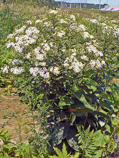Flat-top white aster (Doellingeria umbellata) : Plant in bloom