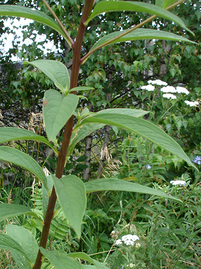 Flat-top white aster (Doellingeria umbellata) : Stem and leaves