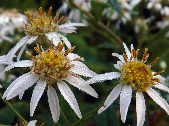 Flat-top white aster (Doellingeria umbellata) : Flowers (Flower heads)