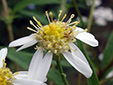 Flat-top white aster : 3- Flower (Flower head)