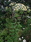 Flat-top white aster : 4- Plant in bloom