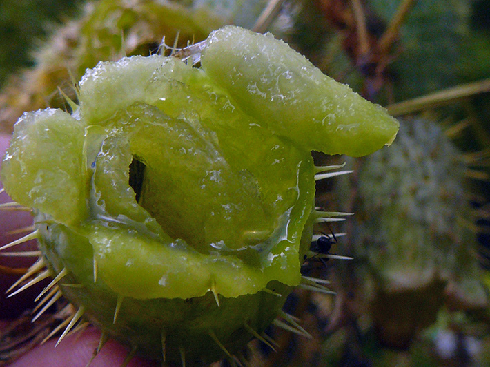 Wild cucumber (Echinocystis lobata) : Open fruit view from below