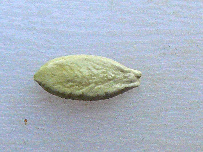Wild cucumber (Echinocystis lobata) : Seed