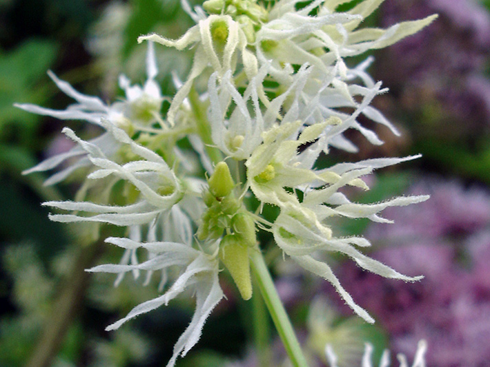 Wild cucumber (Echinocystis lobata) : Flowers