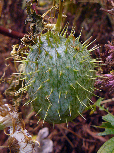 Wild cucumber (Echinocystis lobata) : Fruit