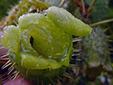 Wild cucumber : 10- Open fruit view from below