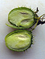 Wild cucumber : 12- Fruit, longitudinal cut