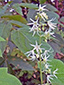 Wild cucumber : 3- Flowers and buds