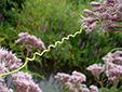 Wild cucumber : 7- Tendril (on a Spotted Joe Pye weed)