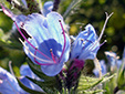 Common viper's Bugloss : 5- Flowers