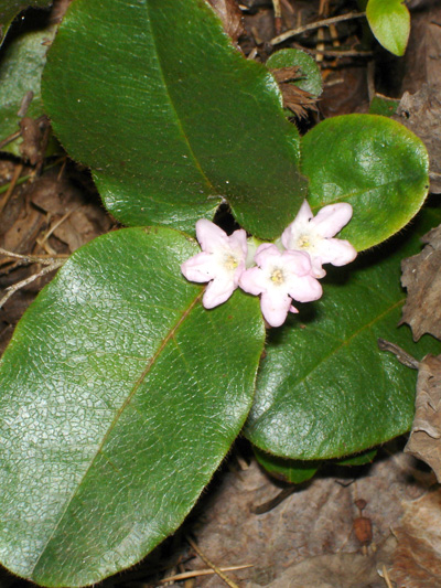 Trailing arbutus (Epigaea repens) : Flowering plant