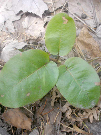 Trailing arbutus (Epigaea repens) : Plant before flowering