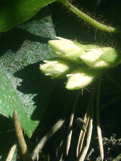 Trailing arbutus (Epigaea repens) : Flower buds