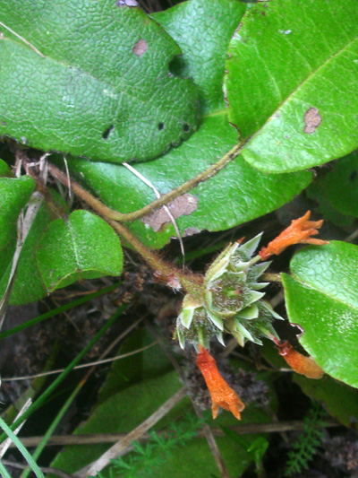 Trailing arbutus (Epigaea repens) : Young fruits