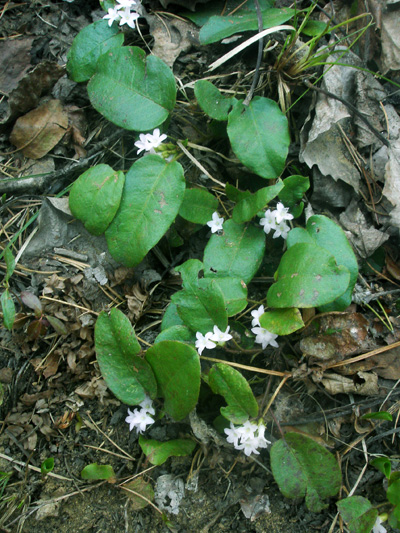 Trailing arbutus (Epigaea repens) : Flowering plants