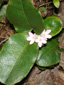 Trailing arbutus : 1- Flowering plant