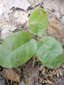Trailing arbutus : 3- Plant before flowering