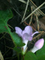 Trailing arbutus : 6- Flower and bud