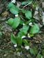 Trailing arbutus : 9- Flowering plants