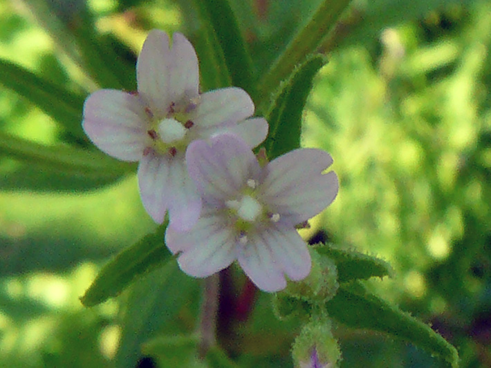 Glandular willowherb (Epilobium ciliatum) : Flowers