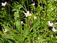 Glandular willowherb : 4- Flowers