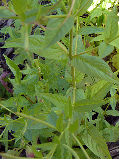 Purple-veined willowherb (Epilobium coloratum) : Stalk and leaves